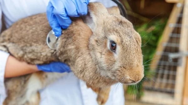 اليوم العالمي للأرانب.. تجسيد للخصوبة وإعادة الحياة بعد الشتاء القاسييحتفل العالم في آخر يوم سبت من شهر سبتمبر باليوم العالمي للأرانب، وهو مناسبة