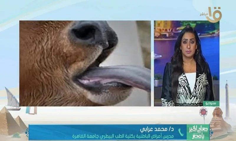 فيروس اللسان الأزرق يثير القلق في إيطاليا طبيب بيطري يوضح خطورة وأعراضه المميتهفيروس اللسان الأزرق يثير القلق في إيطاليا وأعراضه مميته.. ينتشر فيروس