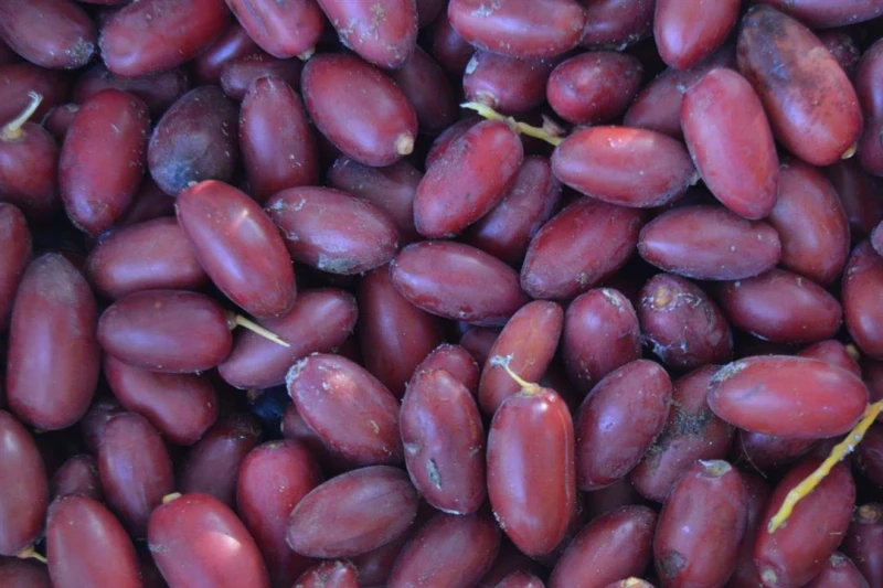 مفاجآت في تأثير البلح الأحمر على السكر والكوليسترول لايف ستايل كتبت- آلاء نبيل: يعتبر البلح الأحمر من الأطعمة التي يحرص العديد من الأشخاص على تناولها