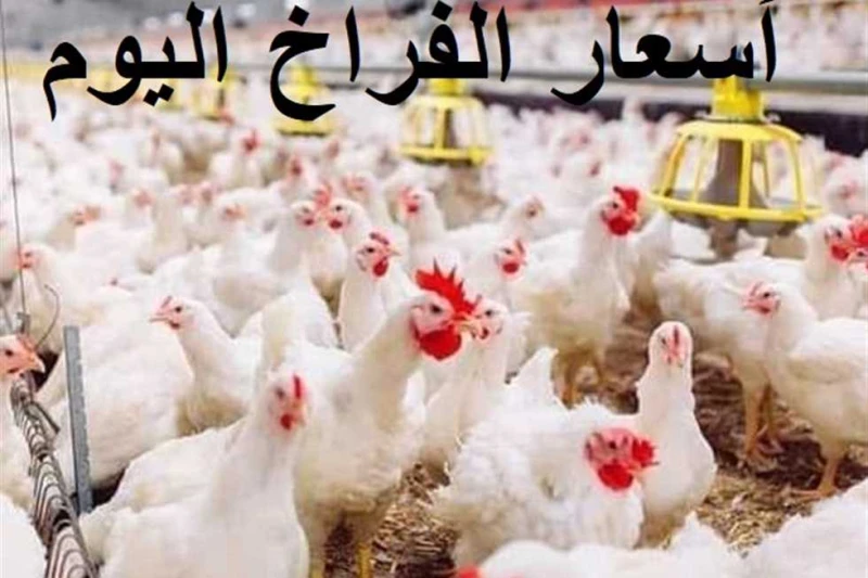 ارتفاع سعر الفراخ البيضاء واستقرار كرتونة البيض بالأسواق اليوم الأحد 15 سبتمبر 2024 سجلت أسعار الفراخ البيضاء والحمراء اليوم الأحد 15 سبتمبر 2024