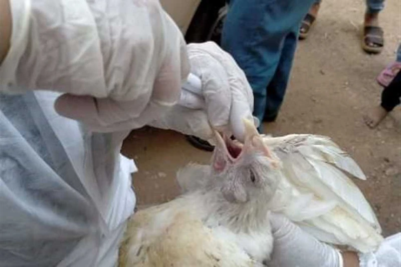 تحصين 481 ألف طائر ضد إنفلونزا الطيور والأمراض الوبائية في الشرقية أعلن اللواء دكتور إبراهيم محمد متولي وكيل الوزارة مدير مديرية الطب البيطري بالشرقية،قيام إدارة الدواجن بالمديرية،