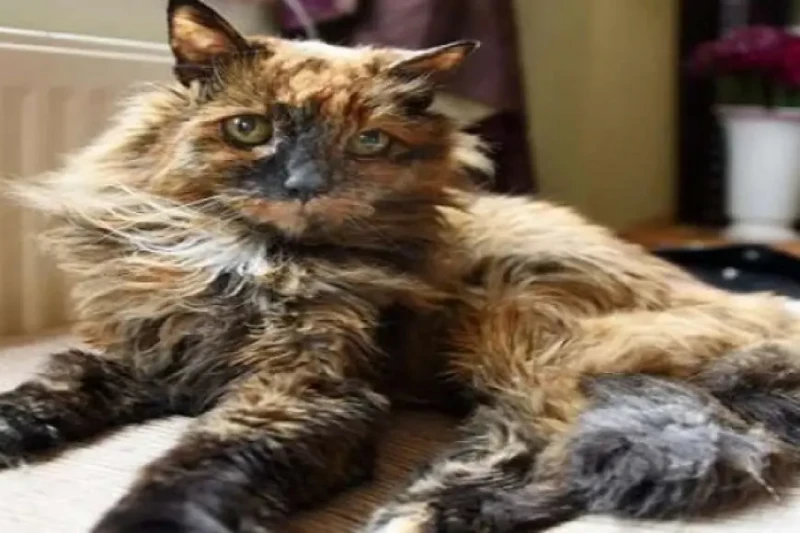 أكبر قطة في العالم.. عاشت 152 عاما بالعمر البشري توفيت القطة روزي، التي يعتقد أنها أكبر قطة في العالم، عن عمر يناهز 33 عاما، أي ما يعادل 152 عاما من عمر الإنسان. وبحسب موقع صحيفة م