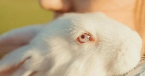 الأرانب من الحيوانات التي يتم ذبحها وتطهى بطرق مختلفة وتقدم بجانب الأرز أو الخبز أو أطباق أخرى، ولكن الذى لا يعلمه البعض هو إمكانية تربية الأرنب كحيوان أليف مثل القطط والكلاب، وذلك