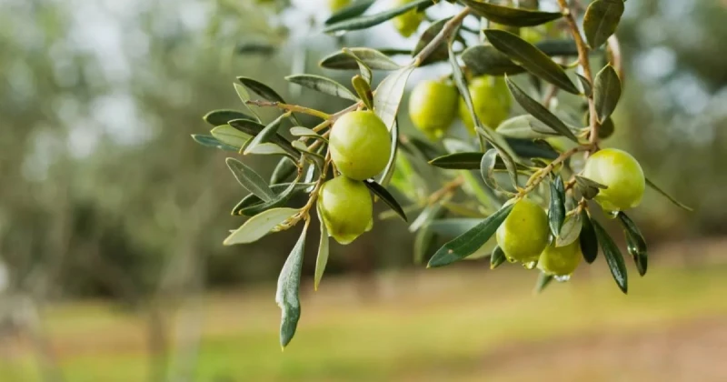 أوراق الزيتون لها فوائد عديدة منذ العصور القديمة وهي تداوي الكولسترول والسكري تعرف على التالي أوراق الزيتون لها فوائد عديدة منذ العصور القديمة وهي