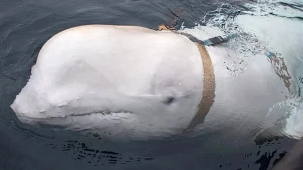 هفالديمير الروسي.. العثور على الحوت الجاسوس نافقا في النرويج .. تفاصيل منوعات الاسبوع عثرت السلطات النرويجية، على الحوت الأبيض الذي يدعى هفالديمير نافقا، والذي تم رصده لأول مرة في