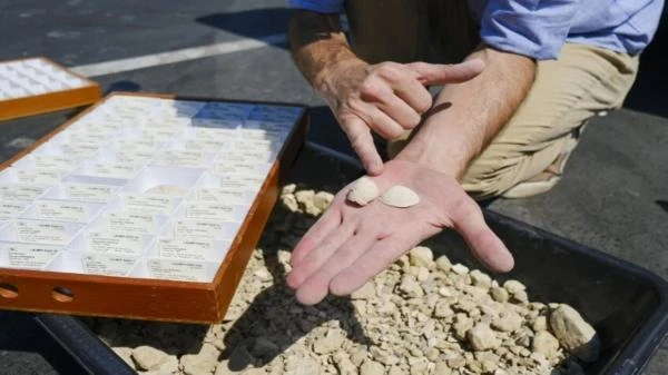 كنز آثار عمرها 9 ملايين ثاو تحت مدرسة بانوراما عمون - آلاف من الحفريات البحرية، يعود تاريخها إلى 8.7 ملايين سنة مضت، نجح العلماء في اكتشافها أخيرا، تحت مدرسة ثانوية جنوبي لوس أنجلي