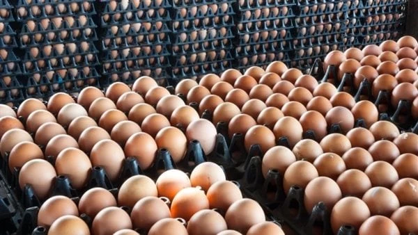 شعبة بيض المائدة تعلن ضخ 4 آلاف طبق بمنافذ الشركة القابضة السبت المقبلأعلنت شعبة بيض المائدة بالاتحاد العام لمنتجي الدواجن، عن تفاصيل مبادرتها لطرح