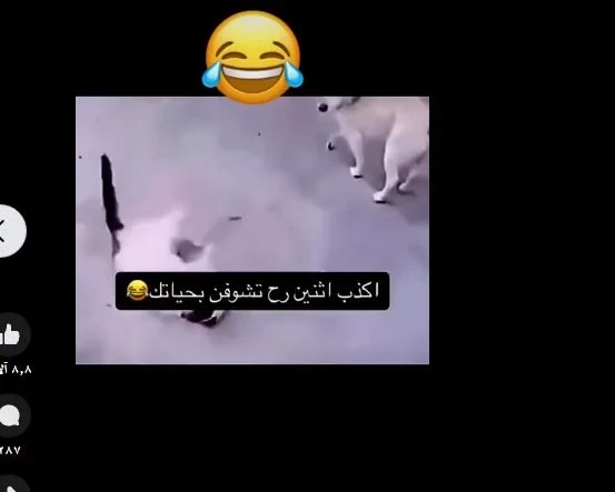 اكذب اثنين شوفتهم في حياتيفيديو منتشر عبر موقع التواصل الاجتماعي فيس بوك، لكلب وقطة الاتنين بيمثلوا على بعض، القطة قامت ممثلة إن الكلب عضها، وقام