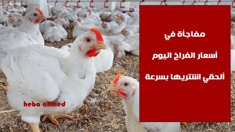 ألحقي أشتريها... مفاجأة في سعر الفراخ اليوم الخميس 5 سبتمبر وإليك الأسبابانخفاض ملحوظ في سعر الفراخ اليوم وبالأخص الدواجن البيضاء، حيث انخفضت عن