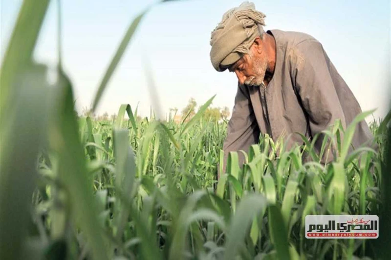 في عيد الفلاح ال72..الحوار الوطني يستعرض توصياته بشأنه النهوض بالزراعة أعطى الحوار الوطني، اهتماما كبيرا بملف الزراعة في مصر، والذي يعد أحد ركائز