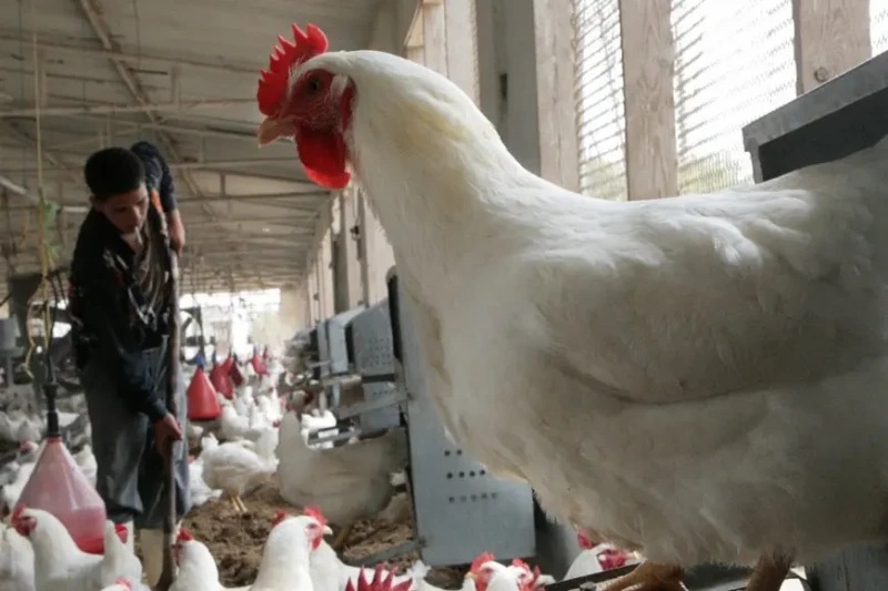 تحرك جديد ل أسعار الدواجن البيضاء اليوم الأحد في الأسواقأعلنت بورصة الدواجن عن ارتفاع جديد في أسعار الفراخ البيضاء خلال التعاملات المسائية اليوم