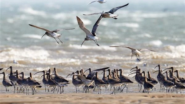 عصر جديد من جهود الحفاظ على البيئةلقد تبنى فريق العمل في إمبريال كوليدج لندن، بدعم من المنظمات الداعمة، و، منظورا جديدا للحفاظ على البيئة، ونشرت