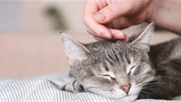 هل نهى الرسول عن تربية القطط في المنزل؟.. لها 4 حقوق شرعيةلاشك أن ما يطرح السؤال عن هل نهى الرسول عن تربية القطط في المنزل ؟، هو تلك الدعاوى التي تم تداولها مؤخرا وتفيد بأن القطط و