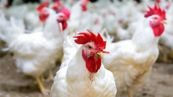 أسعار الدواجن والبيض والبط مساء اليوم الجمعة 6 سبتمبرفي تقرير جديد، يعرض موقع افاق عربية الإخباري أحدث أسعار الدواجن والبيض، بالإضافة إلى أسعار الكتاكيت والبط في المزارع، وذلك اليو