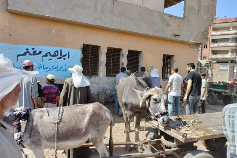 تنظيم قافلة بيطرية مجانية بقرية شالما ضمن حياة كريمة فى كفر الشيخ تابع اللواء دكتور علاء عبدالمعطي، محافظ كفرالشيخ، جهود مديرية الطب البيطري في تنظيم قافلة طبية بيطرية بالمجان، بقر