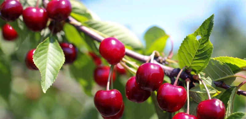 الكرز.. الفاكهة السحرية التي تعزز صحتك وتضيف نكهة لحياتك! صحة سواء كنت تفضل تناول الكرز حلوا أو حامضا، فإن هذه الفاكهة الصغيرة تعود بالكثير من الفوائد الصحية التي تجعلها تعتبر طعام
