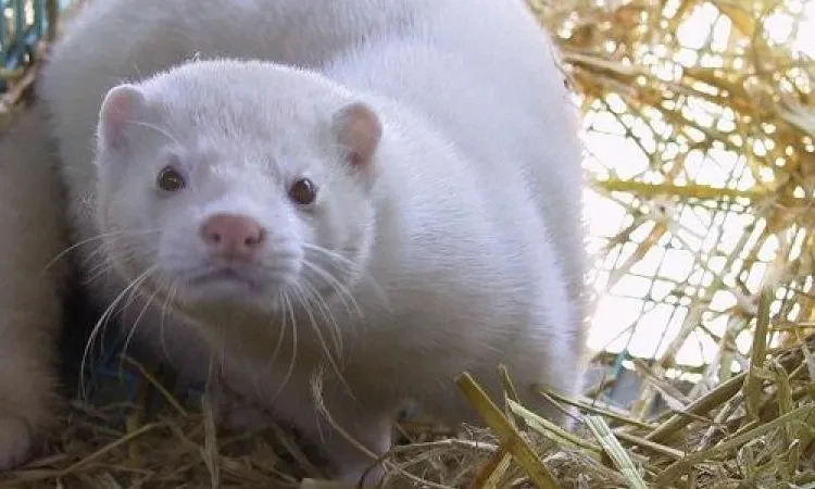 دراسة تكشف ظهور جائحة جديدة قادمة من الصين.. ما القصة؟ منوعات قالت دراسة علمية جديدة، أجريت على أكثر من 450 من حيوانات الفراء (الحيوانات التي يغطي