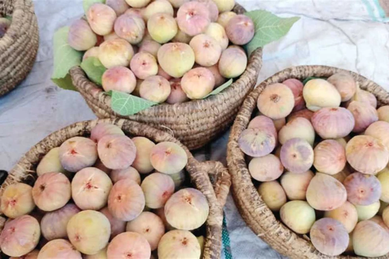 التين ب50 جنيها.. أسعار الفاكهة في مطروح اليوم شهدت أسواق مرسى مطروح اليوم الثلاثاء 3 سبتمبر 2024، تباينا في أسعار الفاكهة، حيث استقرت بعض الأنواع،