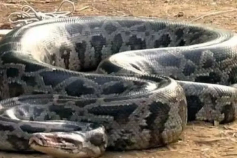 ثعبان ضخم يخنق امرأة لمدة ساعتين في حادثة مروعة، وبعد جهد كبير، تمكنت الشرطة التايلاندية من إنقاذ امرأة ظلت تخنقها ثعبان ضخم لأكثر من ساعتين.وكانت