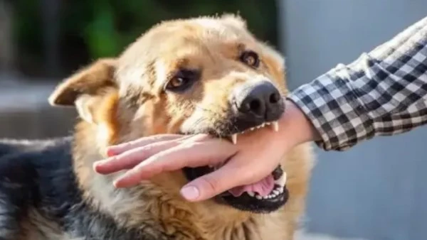 حبس مدير مستشفى عقر كلبه سيدة وابنتها الحامل في الشيخ زايد أمرت نيابة أول وثان الشيخ زايد برئاسة المستشار إيهاب العوضي، بحبس مدير مستشفى بالشيخ زايد،