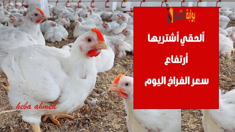 ألحقي أشتريها... ارتفاع سعر الفراخ اليوم في البورصة والأسواق الإثنين 9 سبتمبر 2024شهدت أسعار الدواجن في البورصة والأسواق اليوم حالة من الارتفاع بقيمة