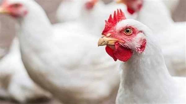 هتشتريها بكام بكرة؟.. مفاجأة في أسعار الدواجن بالأسواقانخفضت أسعار الدواجن في الأسواق، عقب ارتفاعها على مدار الأسبوع الجاري، حيث صعد سعر الدواجن منذ