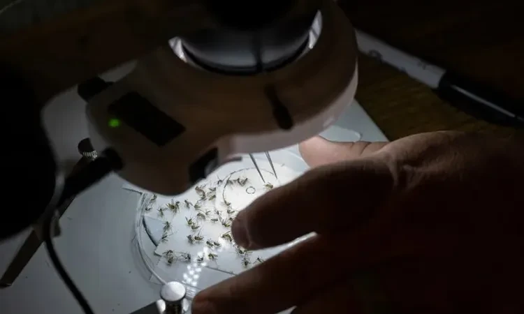 فيروس قاتل يهاجم المدن الأمريكية والسلطات تطلب عدم الخروج من المنزل ليلا..ووفاة 1100 طفل.. ما دور الخفافيش؟ منوعات فيروس قاتل يهاجم المدن الأمريكية