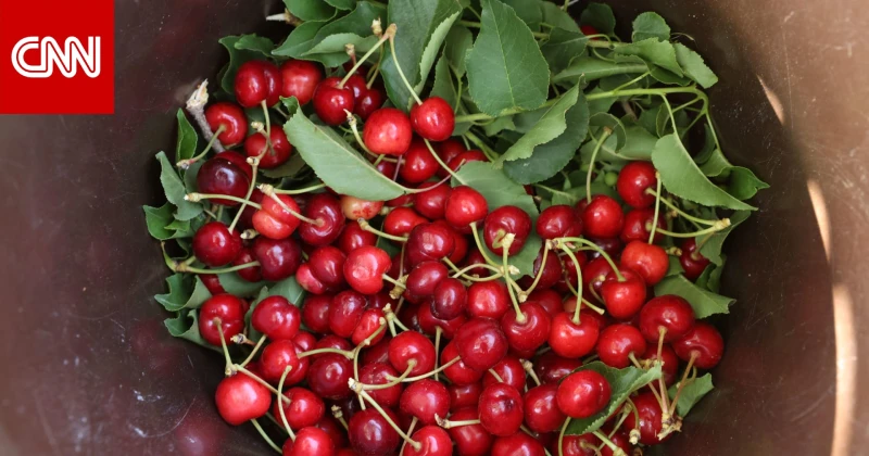 يخفف آلام التهاب المفاصل..ما أبرز فوائد الكرز؟ تكنولوجيا دبي، الإمارات العربية المتحدة ()-- سواء كنت تفضل تناوله حلوا أو حامضا، يحتوي الكرز على