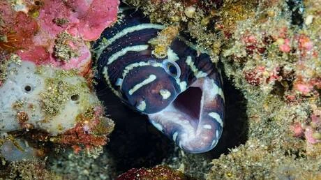 فتح فكيه بطريقة كشفت أسنانه.. غواص مصري يوثق مشهدا نادرا لكائن بحري (فيديو) متفرقات ونشر مدرب الغوص مقطع الفيديو على صفحته في منصة إنستغرام في بداية أغسطس وحصد أكثر من 15 مليون مشا