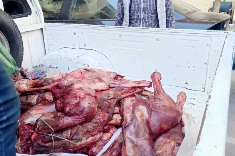 ضبط 400 كيلو لحوم حمير قبل توزيعها على المطاعم في سوهاج ضبطت مديرية الطب البيطري بمحافظة سوهاج، بالتنسيق مع الاجهزة الأمنية، اليوم الإثنين، نحو 400 كيلو لحوم حمير قبل توزيعها على م
