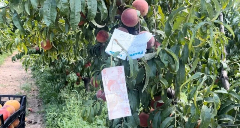 بتاريخ الأحد 15 سبتمبر 2024شهدت إحدى القرى الريفية في مدينة بورصة حادثة إنسانية مؤثرة عندما قام شخص بقطف 5 خوخات و2 عنقود عنب من بستان على طريقه، وترك ملاحظة يطلب فيها من صاحب البس