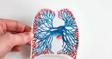 ..هذه الفئات أكثر عرضة للإصابة بتليف الرئة.. أبرز الأعراض..تفاصيل تتابع الان تفاصيل ما ورد عن هذه الفئات أكثر عرضة للإصابة بتليف الرئة.. أبرز