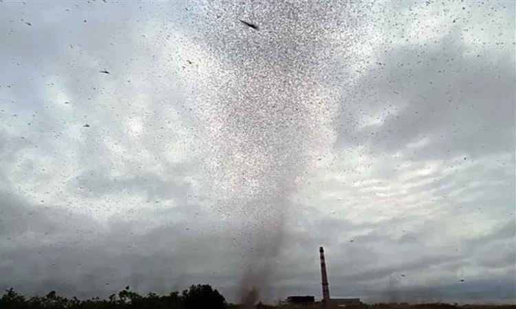 شاهد: طائرة تلقي حشرات البعوض على المنازل وتثير الخوف والفزع: هل ننتظر وباء جديد؟ منوعات شاهد: طائرة تلقي حشرات البعوض على المنازل وتثير الخوف والفزع: هل ننتظر وباء جديد؟ اقرأ على