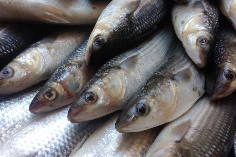 سعر الجمبري والسبيط والسمك بالأسواق اليوم الأحد 15 سبتمبر 2024 سعر السمك اليوم، أسعار الأسماك والجمبرى اليوم.. تصدرت هذه الكلمات محرك البحث جوجل خلال الساعات الأخيرة، لارتفاع معدلا