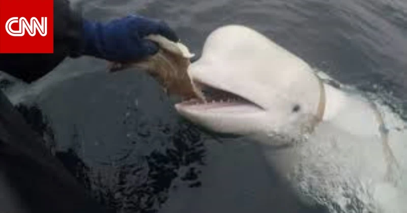 بيان رسمي يفك لغز نفوق الحوت الجاسوس منوعات ()-- قالت الشرطة النرويجية، الاثنين، إن نفوق الحوت الأبيض الذي عرف بالحوت الجاسوس نظرا للعثور على حزام