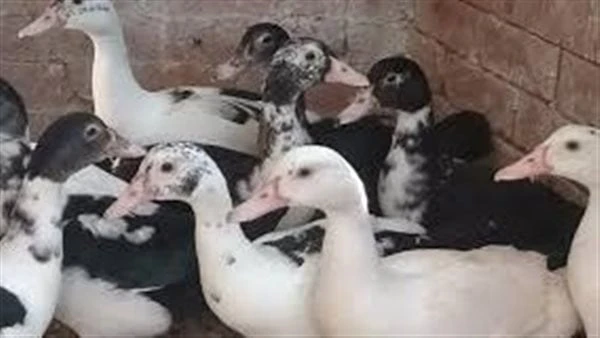 أسعار الدواجن والبيض اليوم السبت 7 سبتمبر 2024في تقرير جديد، يعرض موقع افاق عربية الإخباري، أحدث أسعار الدواجن والبيض، بالإضافة إلى أسعار الكتاكيت والبط في المزارع، وذلك اليوم السب