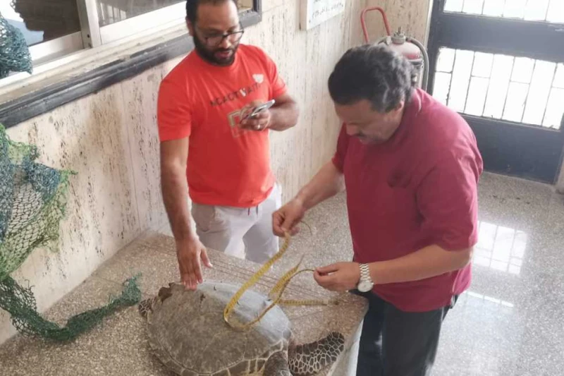 إنقاذ سلحفاة صقرية المنقار.. وعلوم البحار تعيدها لموطنها الأصلي أعاد معهد علوم البحار اليوم الإثنين، سلحفاة من النوع النادر إلى موطنها الأصلي، وذلك