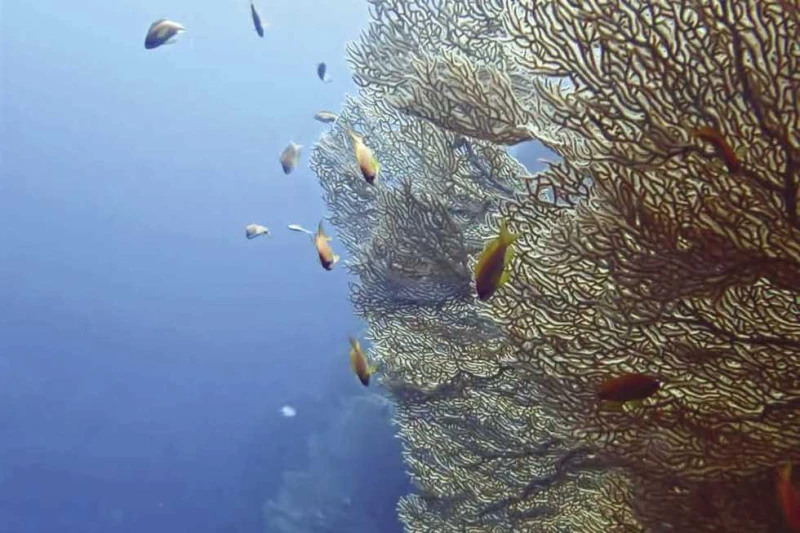 بتمويل 14 مليون دولار.. وزيرة البيئة تشهد توقيع وثيقة مشروع مبادرة البحر الأحمر المصرية شهدت الدكتورة ياسمين فؤاد، وزيرة البيئة، الثلاثاء، توقيع