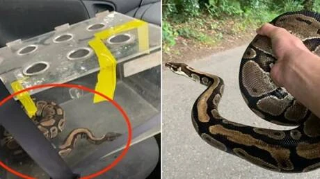 ثعابين إفريقية أليفة تجتاح منطقة شهيرة في بريطانيا! (صور) متفرقات قال أحد خبراء الحيوانات إنه تم العثور على ثعبانين من نوع البايثون طليقين في منطقة ريفية في ديفون الشهيرة في المملك