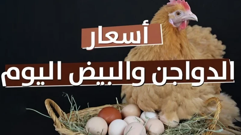 كله هياكل ويربي.. أسعار الفراخ اليوم الأحد 8 سبتمبر 2024 في مصر وأسعار البط والكتاكيت والبيضاستقرت أسعار الفراخ اليوم الأحد 8 سبتمبر 2024 في مصر في