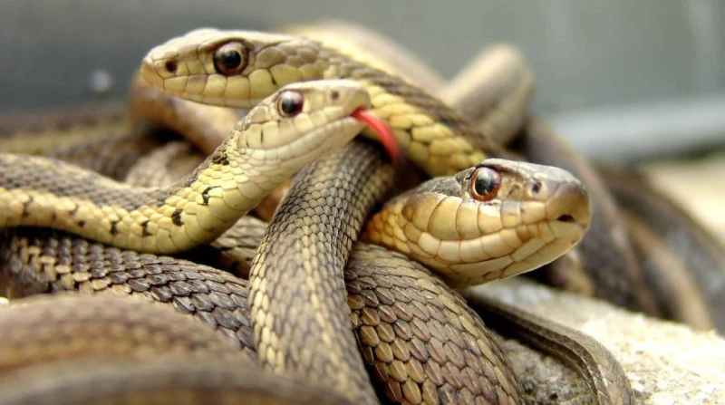 ثعبان السعودية يثير المخاوف في مصر.. ما علاقة الأمطار؟ تداول رواد مواقع التواصل الاجتماعي مقطع فيديو، يظهر ثعبانا ضخما في محافظة المجاردة بالسعودية، وذلك بعد الأمطار الغزيرة التي ش