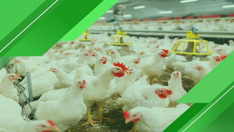 الكيلو بكام؟ اسعار الدواجن اليوم السبت 792024 في البورصة والأسواقمع ساعات الصباح لليوم السبت الموافق 7 سبتمبر 2024 نكشف لكم عن اسعار الدواجن اليوم