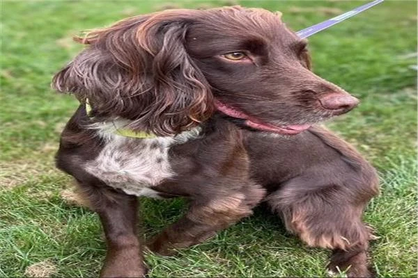 تحذير لمالكي الكلاب في المملكة المتحدة: كوكر ينجو بأعجوبة بعد استنشاق بذور العشب متفرقات تحذير لمالكي الكلاب في المملكة المتحدة: كوكر ينجو بأعجوبة بعد استنشاق بذور العشب كلب كوكر س