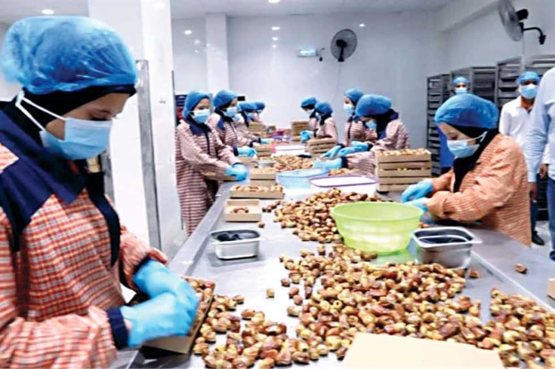 يا طالع النخلة.. جنى البلح يرسم الفرحة فى الوادى الجديد والبطالة صفر انطلق موسم جنى البلح، وانطلقت معه الفرحة المنتظرة، لتعم كل بيوت أهالى الواحات فى الوادى الجديد، ومع موسم جنى ال