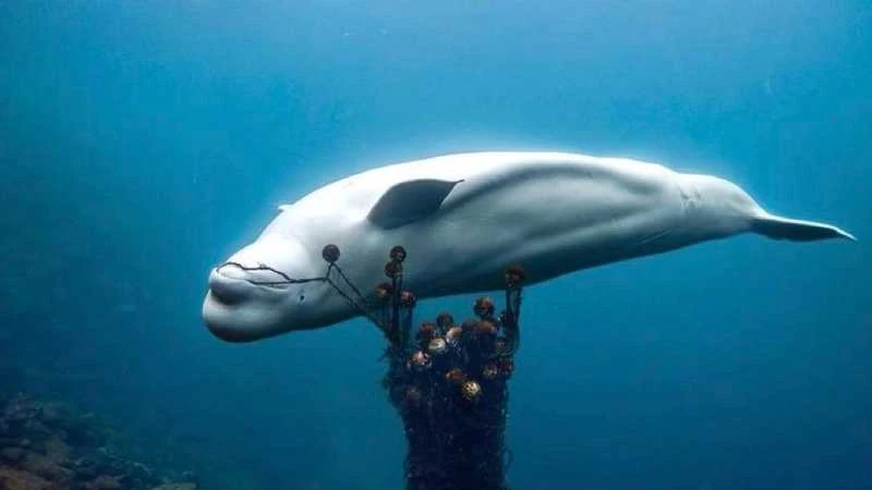 الأمر فظيع .. نفوق الحوت الجاسوس بالمياه النرويجية أخبار منوعة وطرائف عثر على حوت أبيض من نوع بيلوغا اسمه هفالديمير نافقا، كان قد تم رصده لأول مرة في النرويج على مقربة من المياه ال