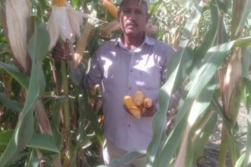 بدء حصاد محصول الذرة الشامية في الإسكندرية (صور) أعلن إبراهيم قاسم وكيل وزارة الزراعة بالإسكندرية، بدء موسم حصاد الذرة الشامية، موسم 2024، في المحافظة خاصة الذرة المزروعة ضمن مشروع