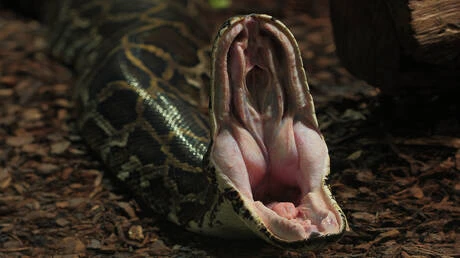 حالة نادرة.. ثعبان ضخم يبتلع ثعبانا آخر أكبر حجما حيا! متفرقات ورصد باحثو الحياة البرية في مزرعة أكيز للحياة البرية في شيتاغونغ الأصلة البورمية ( ) يلتف بإحكام حول الثعبان الآخر ال