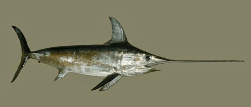 احذر من أكل نوعين من الأسماك يضعفان المناعة وبالأخص الحواملاحذر من أكل نوعين من الأسماك يضعفان المناعة وبالأخص الحوامل.. تتميز الأسماك المفترسة الكبيرة أبو سيف والتونة بنكهة فريدة