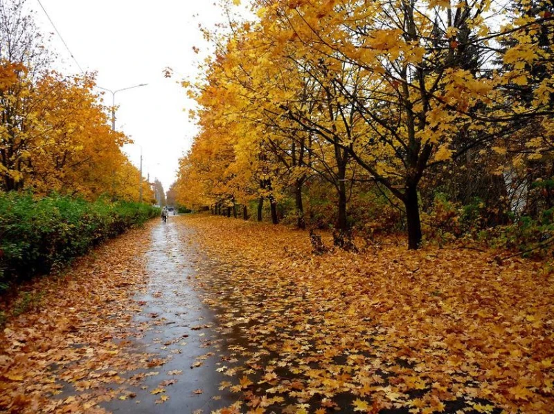 الأمراض الموسمية في الخريف.. هل يتسبب تغير الطقس في انتشارها؟ متفرقات الأمراض الموسمية في الخريف.. هل يتسبب تغير الطقس في انتشارها؟ مع بداية فصل الخريف، يتغير الطقس بشكل ملحوظ، ويب