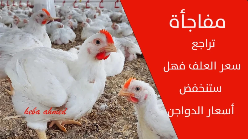 تراجع سعر العلف فهل ستنخفض أسعار الدواجن سعر الفراخ اليوم الجمعة 13 سبتمبر وتصل 74 جنيهاانخفضت أسعار العلف بقيمة قدرها 8000 جنيها للطن الواحد، والكل